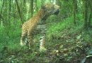 Semaren mantiene corredores comunitarios del jaguar.